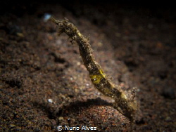 Seahorse in Seraya by Nuno Alves 